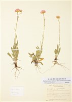 藏品(光葉飛蓬)的圖片